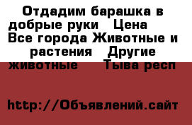 Отдадим барашка в добрые руки › Цена ­ 1 - Все города Животные и растения » Другие животные   . Тыва респ.